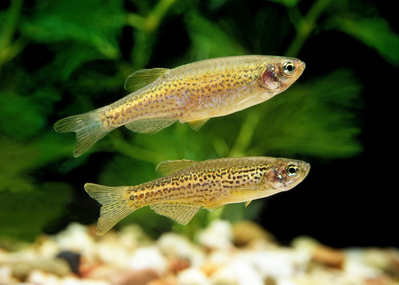 Leopard Danio